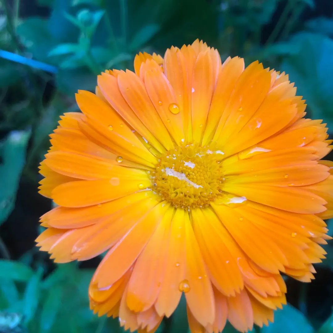 Calendula flower